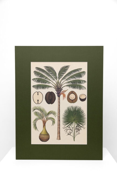 Printai, reprodukcijos, interjero paveikslai, printas su palmėmis