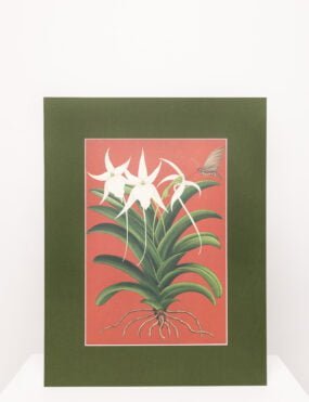 Printai,reprodukcijos, interjero paveikslai, orginalus printas su orchidėja