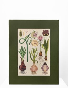 Printai, reprodukcijos, interjero paveikslai, printas su gėlių svogūnėliais