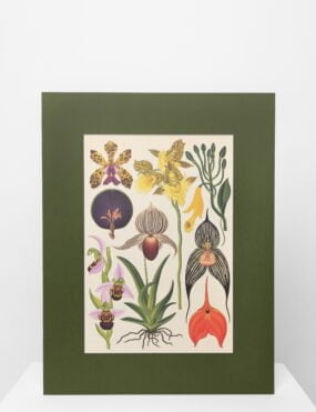 Printai,reprodukcijos, interjero paveikslai, printas su orchidėja namams
