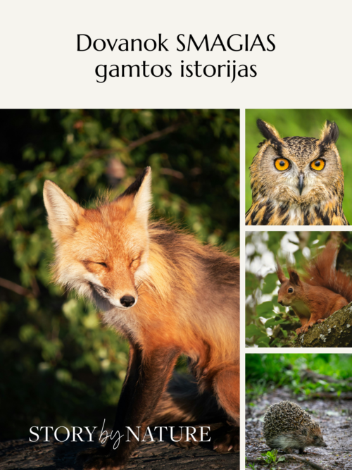 dovanos gamtos myletomas, originalios dovanos ikveptos gamtos grozio